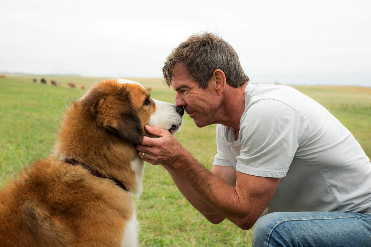 Dennis Quaid bonds with Buddy in “A Dog’s Purpose.” He is performing a music show in SLO on May 17.