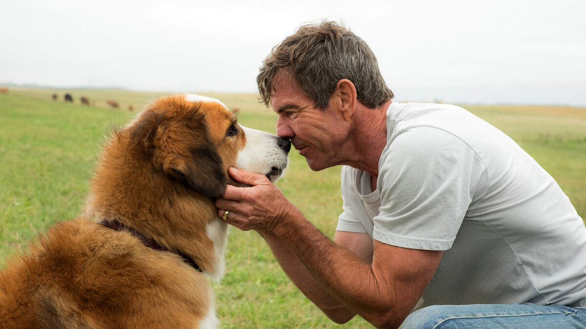 Dennis Quaid bonds with Buddy in “A Dog’s Purpose.” He’ll perform in San Luis Obispo on May 17.