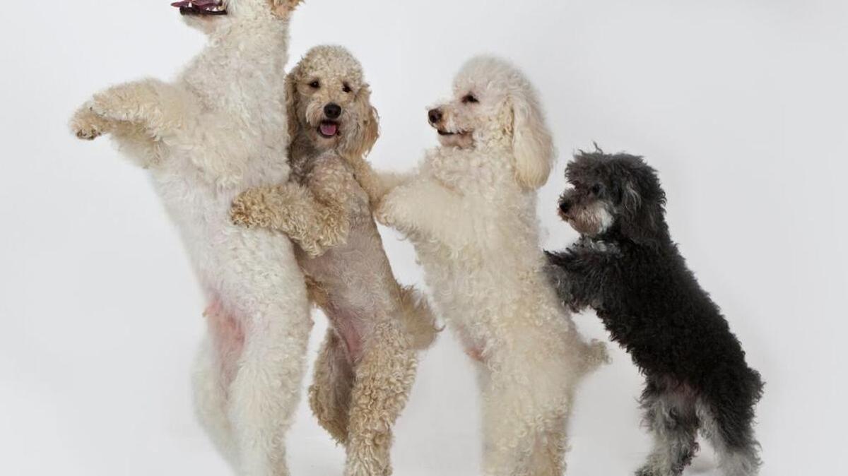 The Olate Dogs will perform locally on Dec. 18 as part of their Holiday Rescue Tour. The poodle-mix dogs won Season 7 of America’s Got Talent with their acrobatics.