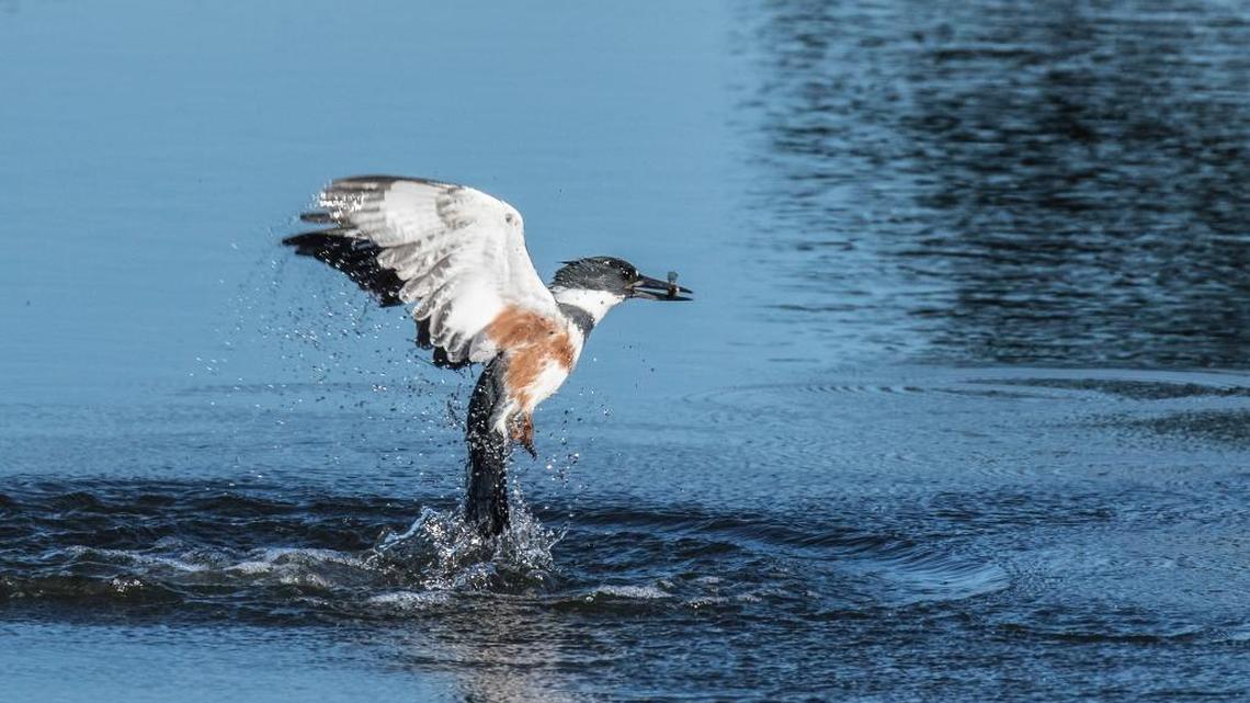 5 tips to make your bird photography take flight
