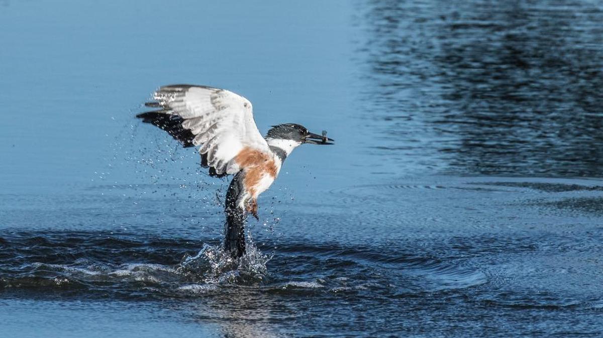 A female belted kingfisher snatches a small prize at Sweet Springs Nature Preserve in Los Osos.