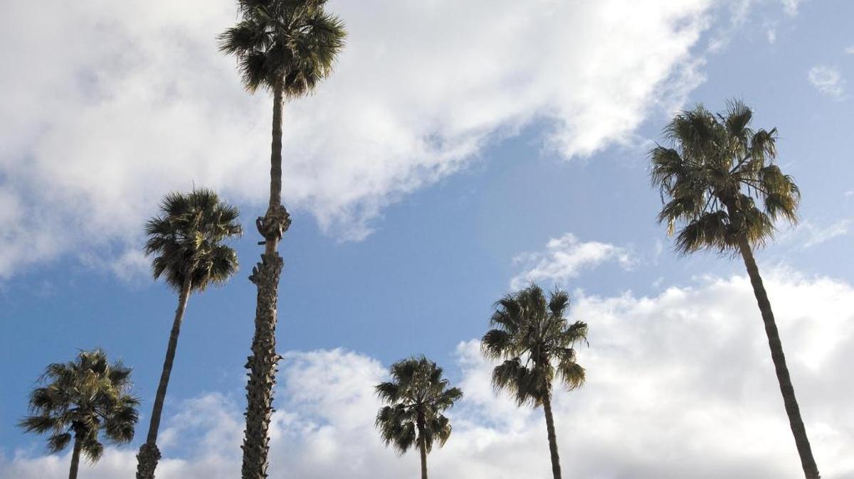 The palm trees sway when the weather turns cooler in South Florida in the fall, a change that Bea Hines calls ‘the nip.’