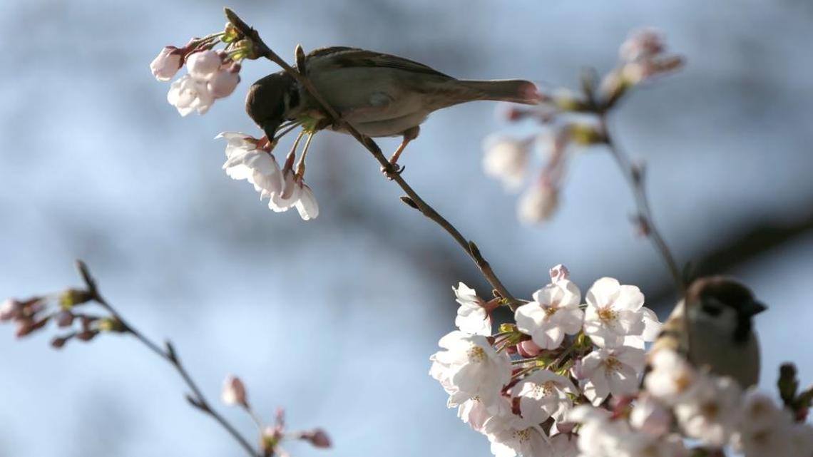 Who am I? ‘Buried,’ ‘The Sparrows of Dyslexia’ and other poems exploring identity