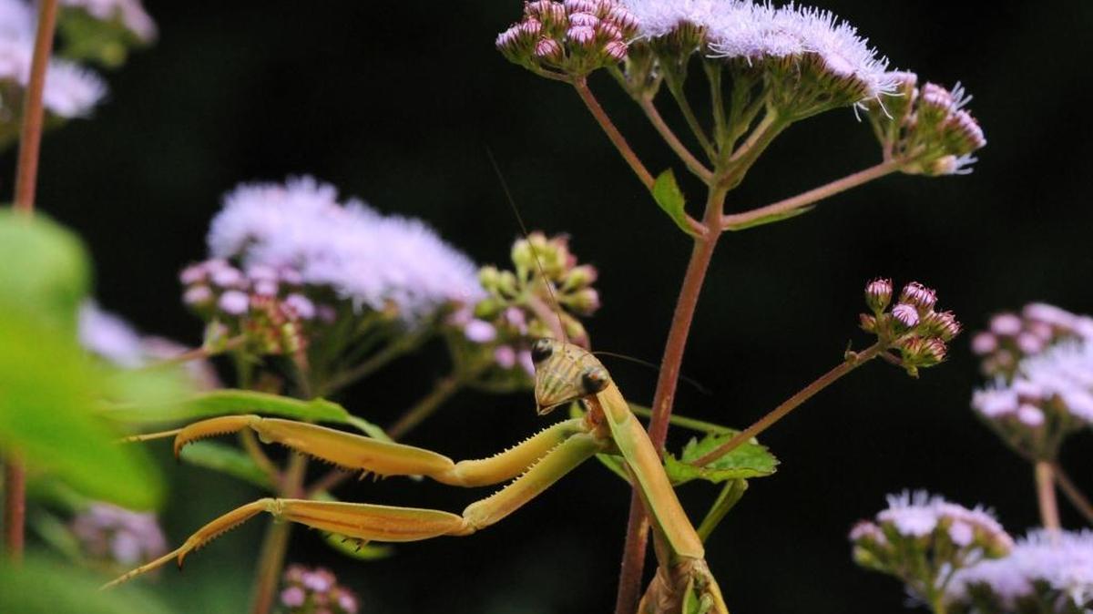 A praying mantis.