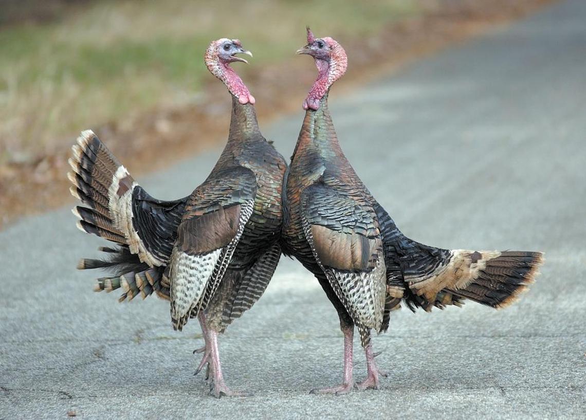 Two wild turkeys face off at Camp San Luis Obispo. The Wild West Turkey Stampede, featuring galloping gobblers, will be held three times a day in the Rancho Frontier area of the California Mid-State Fair in Paso Robles.