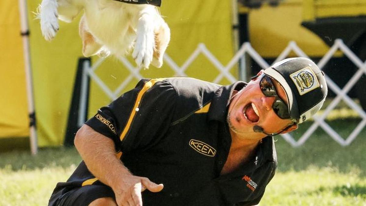 J.D. Platt watches as his dog Icicle uses his back to leap into the air and grab a frisbee during the K9 Kings Flying Dog Show at the California Mid-State Fair.