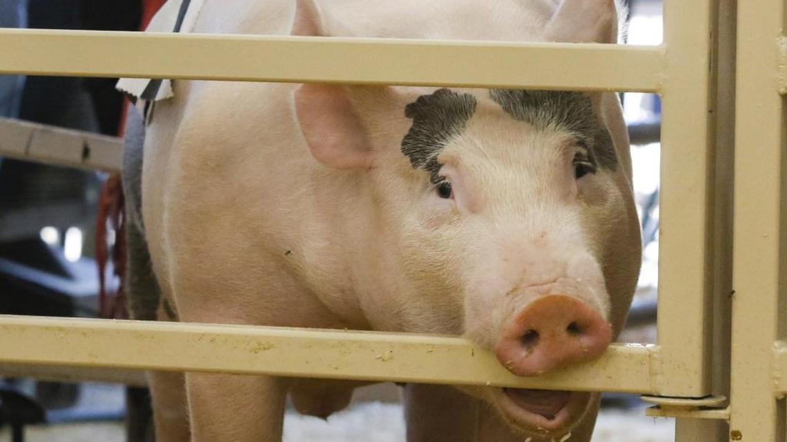 Flu cases linked to pigs at the Mid-State Fair, SLO County health officials confirm