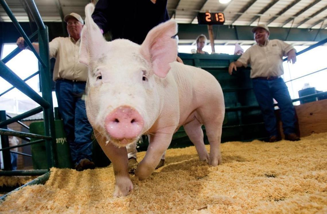 A 255-pound market hog belonging to Blaize Twisselman of Atascadero poses for a picture. Animals are everywhere at the California Mid-State Fair in Paso Robles.