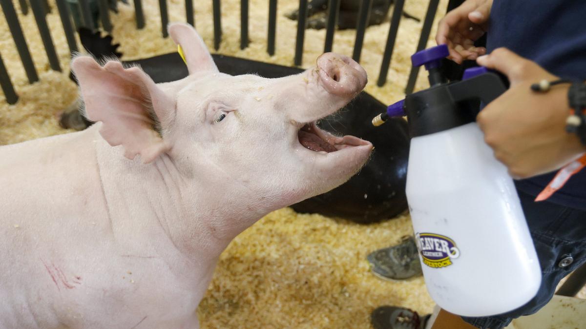Ranchita Canyon 4H member Benjamin MacConell sprays his 252 pound Yorkshire hog, Twila, with water at the California Mid-State Fair in Paso Robles. Triple-digit heat is expected to last through Saturday in Paso Robles.