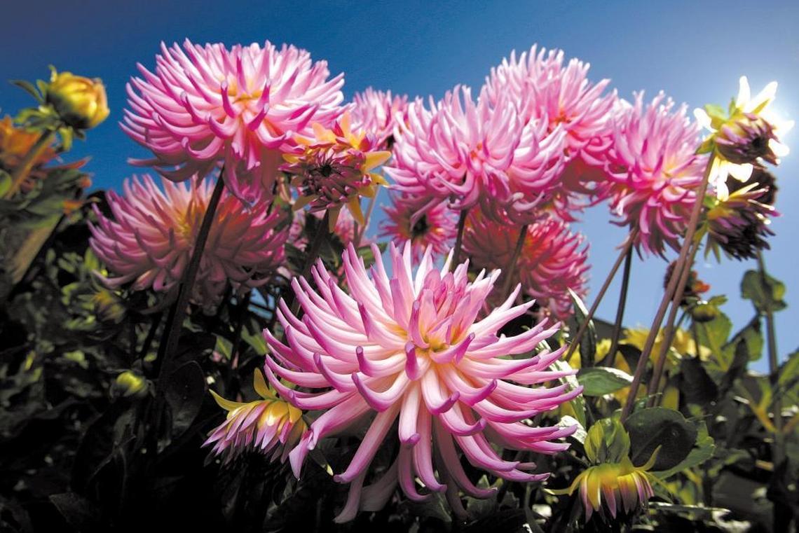 Dahlias are among the fresh flowers on display at the Floriculture Building at the California Mid-State Fair in Paso Robles.