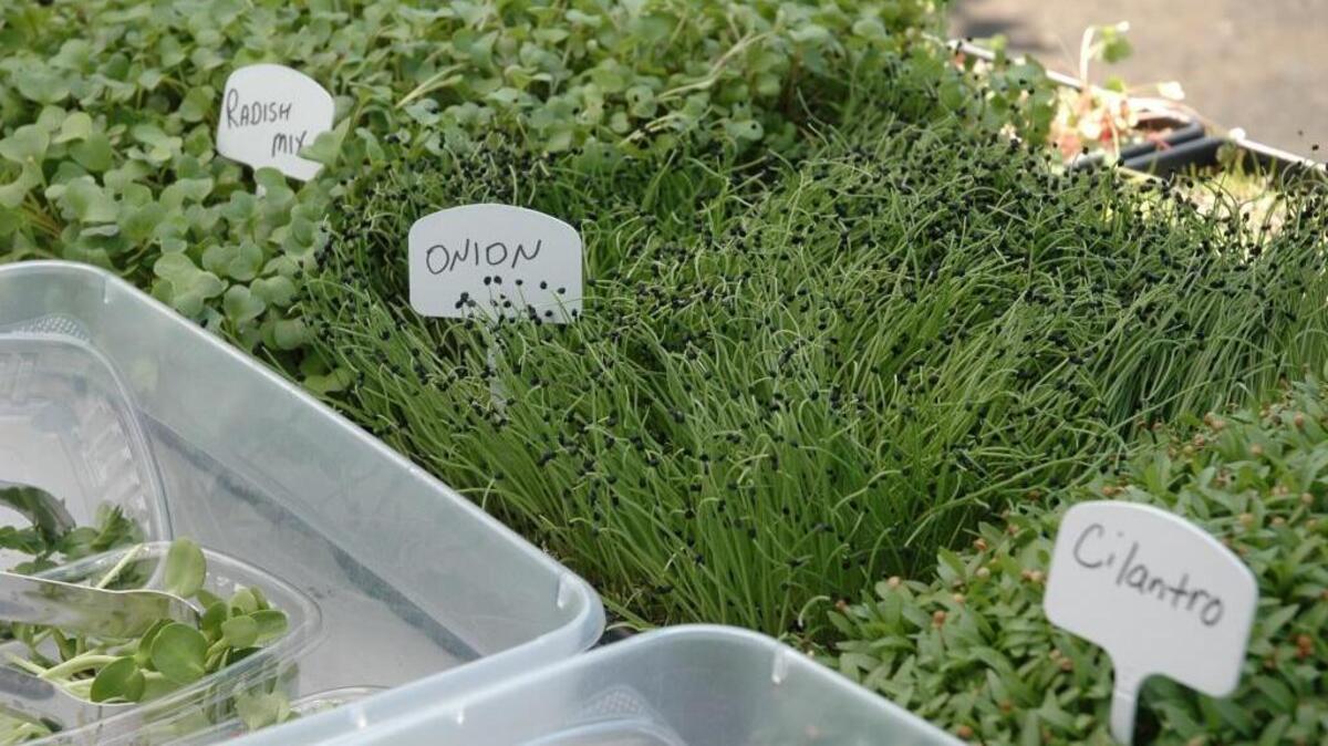 Gracious Greens in Grover Beach grows more than 20 different varieties of microgreens.