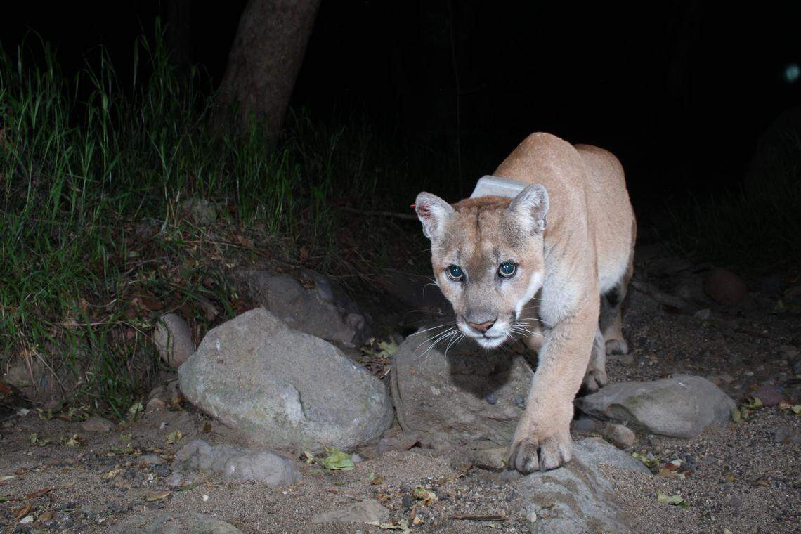 The mountain lion P-22 of the Santa Monica Mountains appears in a scene from the documentary “The Cat That Changed America.”