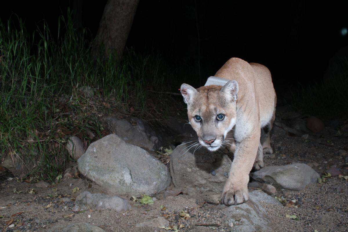 The mountain lion P-22 appears in a scene from the documentary "The Cat That Changed America."