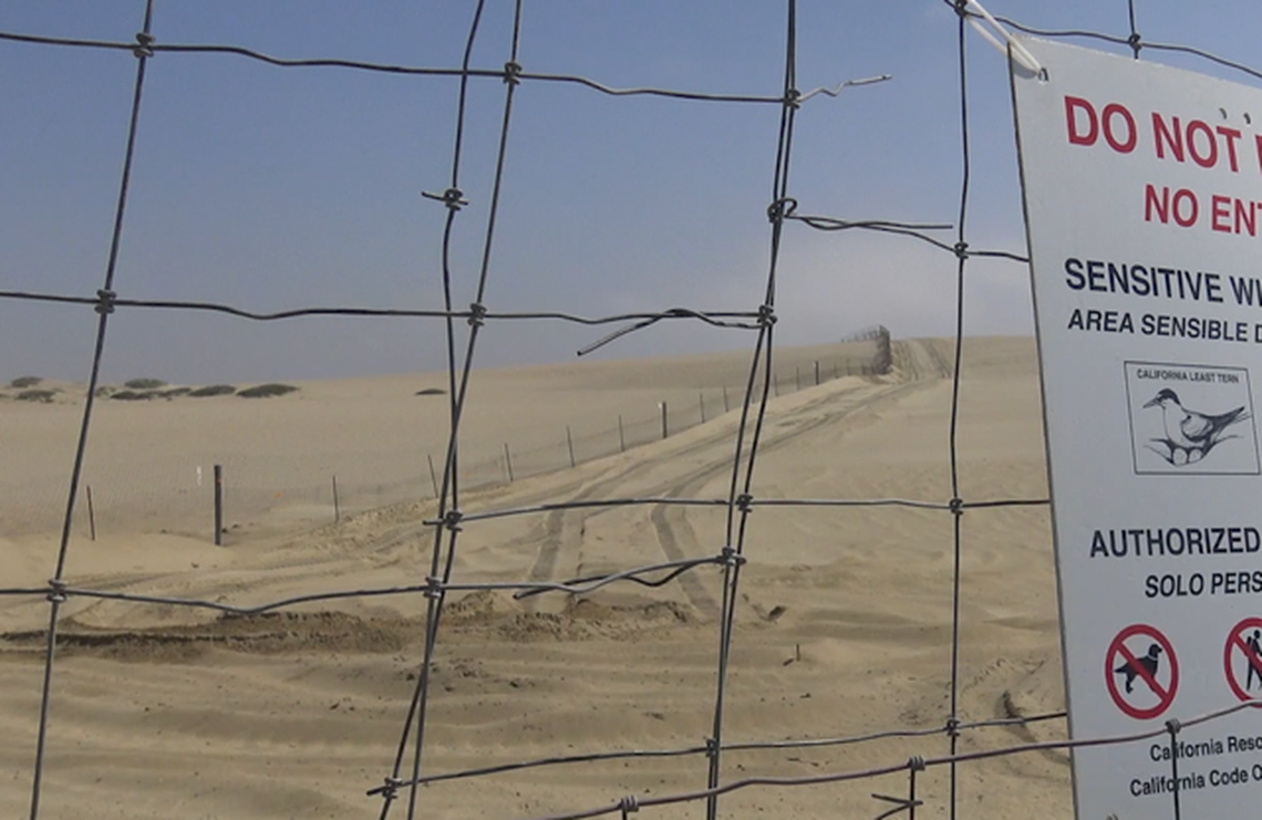Tire tracks can be seen adjacent to a snow plover nesting area at the Oceano Dunes State Vehicular Recreation Area, in a photo taken April 19, 2020.