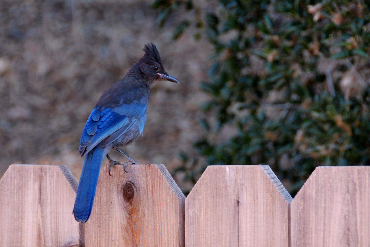 Stellar’s jays are among the many species that migrate through Cambria’s backcountry.