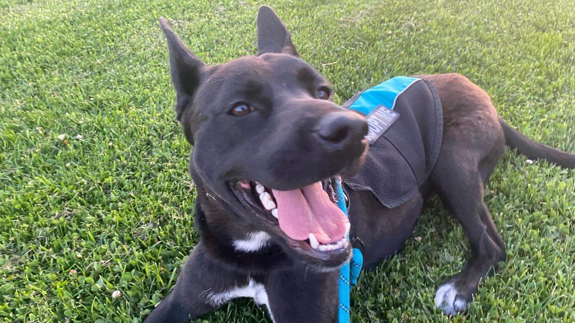 Chrissy the border collie mix has a ‘heart of gold.’ Help her find her forever home