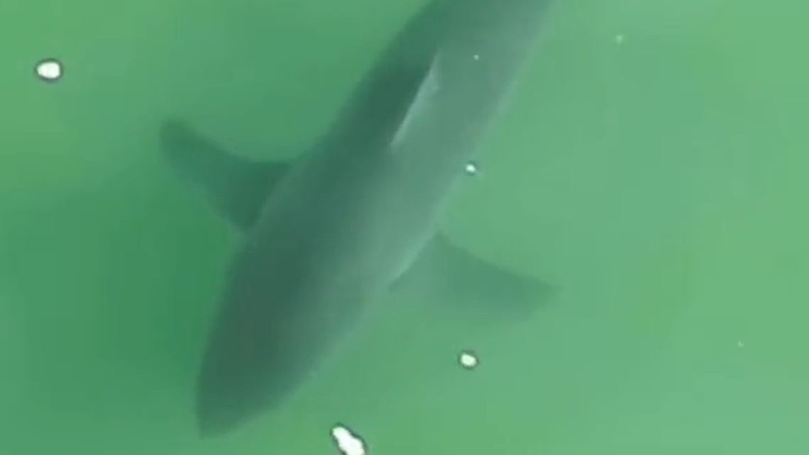 Surfer’s drone shark videos keep going viral. See the latest from Pismo Beach