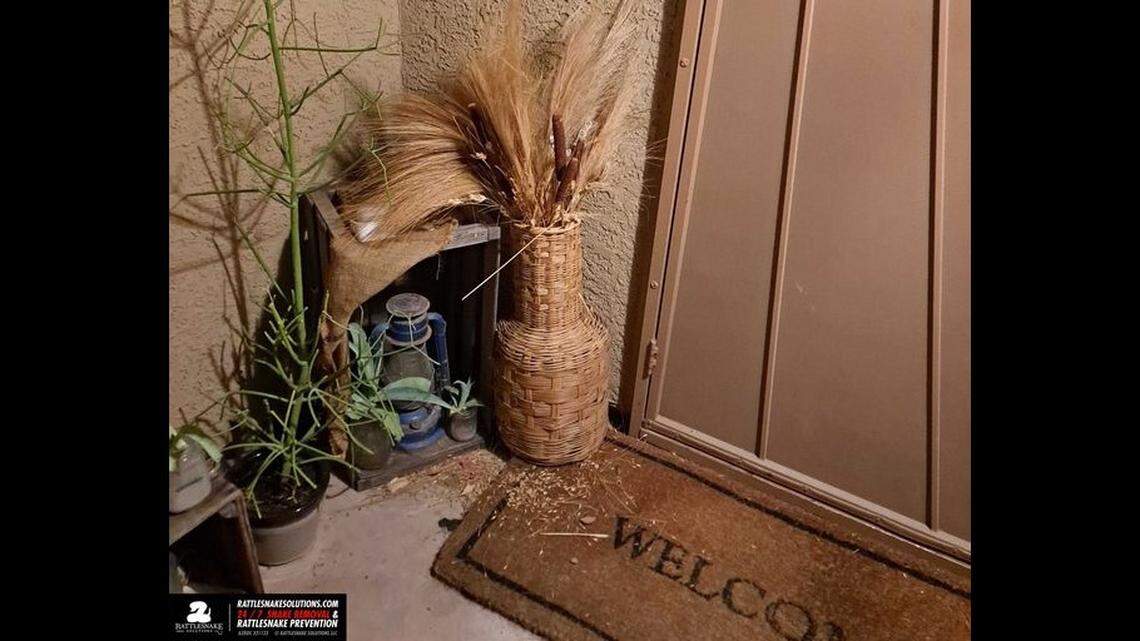 A western diamondback rattlesnake hides in this photo taken on Arizona patio. Can you find it?