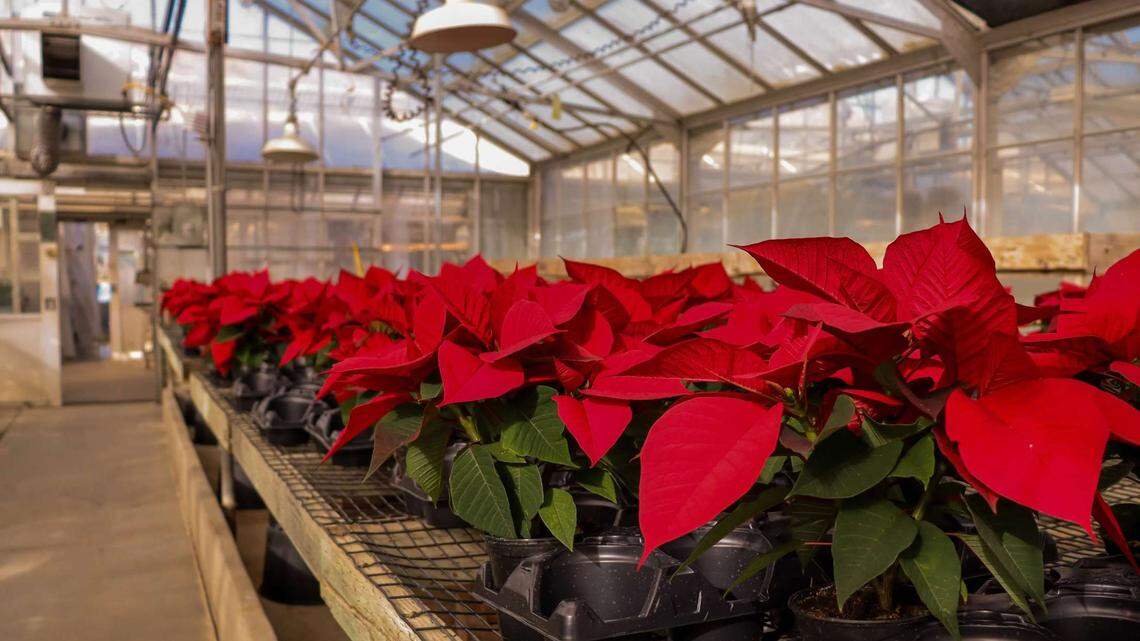 Cal Poly’s annual poinsettia sale returns. Find out when and what to expect