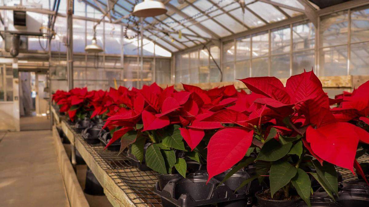 A variety of poinsettias will be offered at Cal Poly’s annual holiday sale, scheduled for two Saturdays this winter.