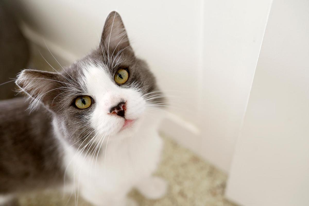 This pretty adoptable kitty is Cinnamoral. The Caffeinated Cat Cafe hosted its grand opening in Grover Beach on Dec. 14, 2024, after over a year of trying to get the business up and running.