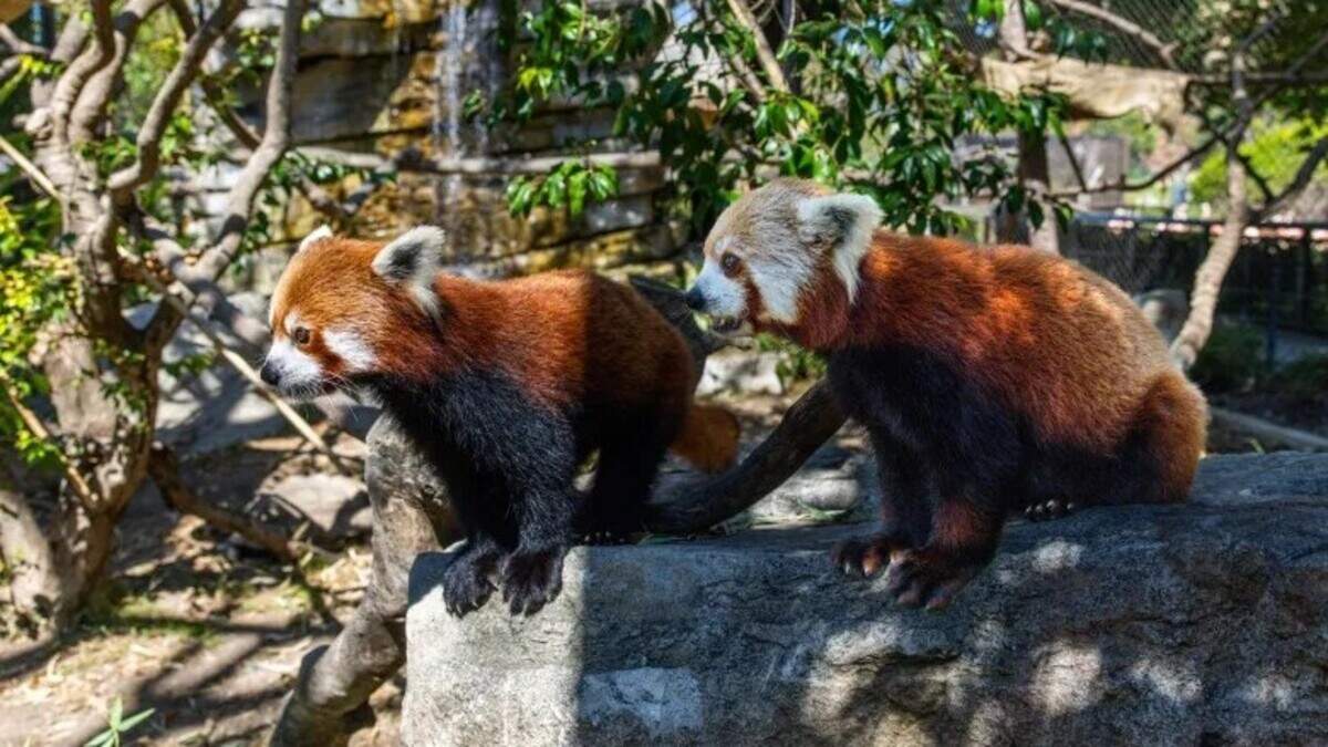 From left, red pandas Raj and Ruby welcomed newborn baby cubs at the Santa Barbara Zoo in July 2026.