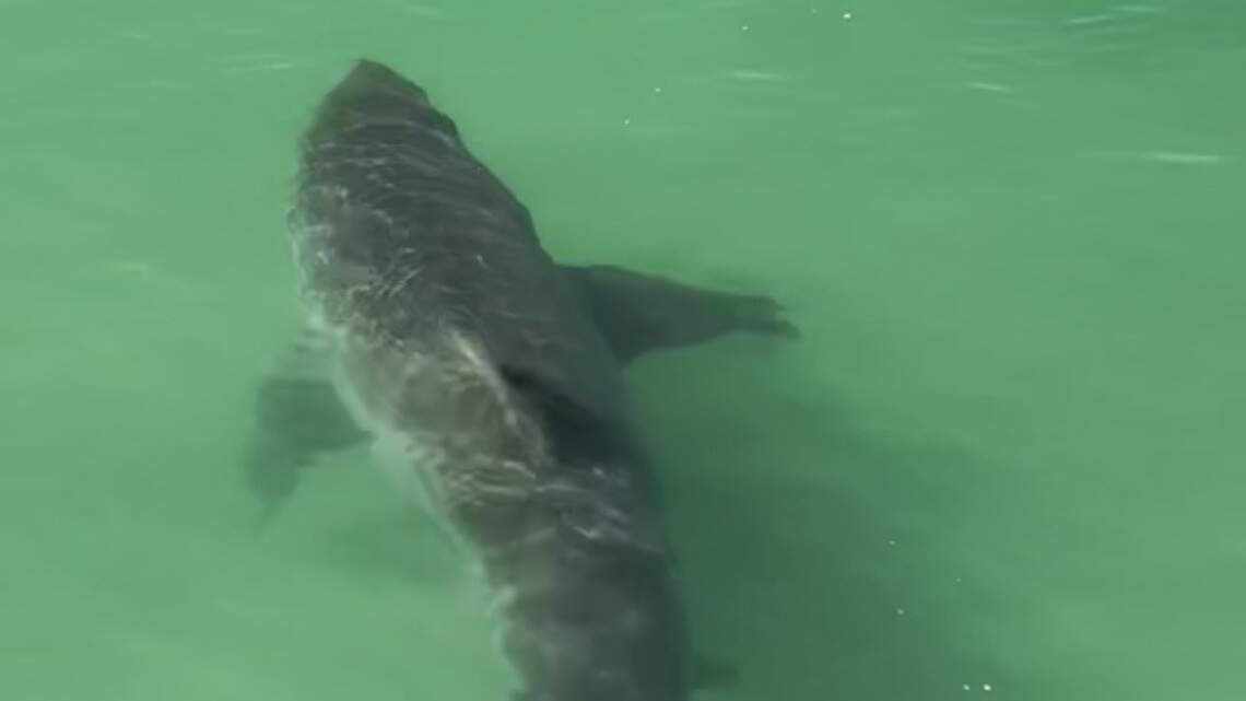 Massive great white shark splashes SLO County surfer with its tail. See the video