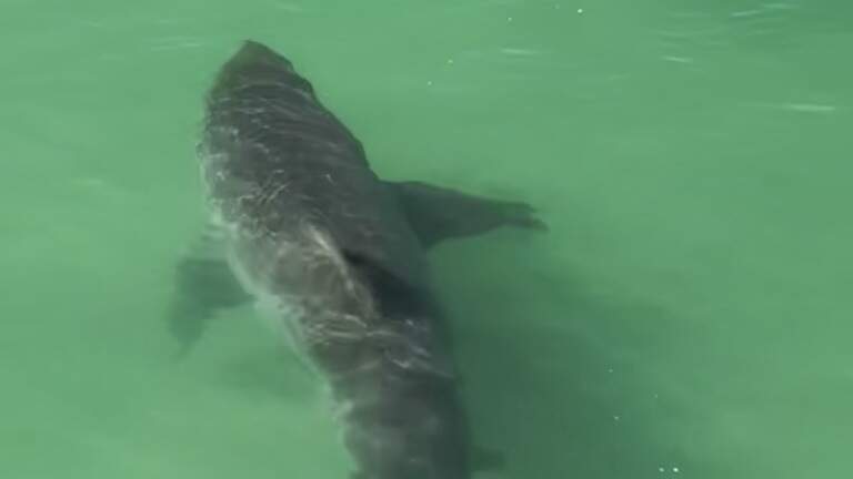 Massive great white shark splashes SLO County surfer with its tail. See the video