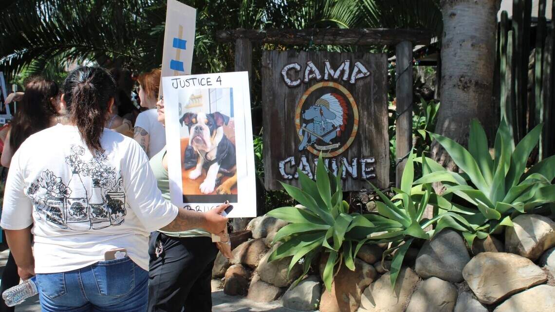 Protest calls for closure of Central Coast canine daycare after dog drowns