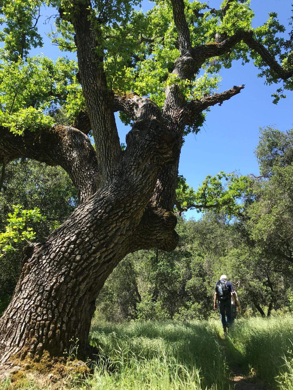 A hiker walks through land that The Wilderness Land acquired and then transferred to the United States Forest Service that is now part of the Los Padres National Forest around Trout Creek in San Luis Obispo County.