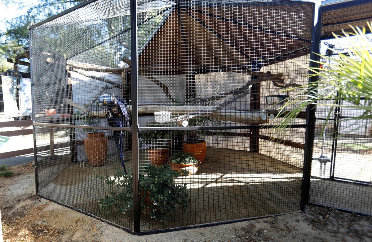 A new Cerrado Aviaries Exhibit will open at the Charles Paddock Zoo in Atascadero, California, to house hyacinth macaws and toco toucans.