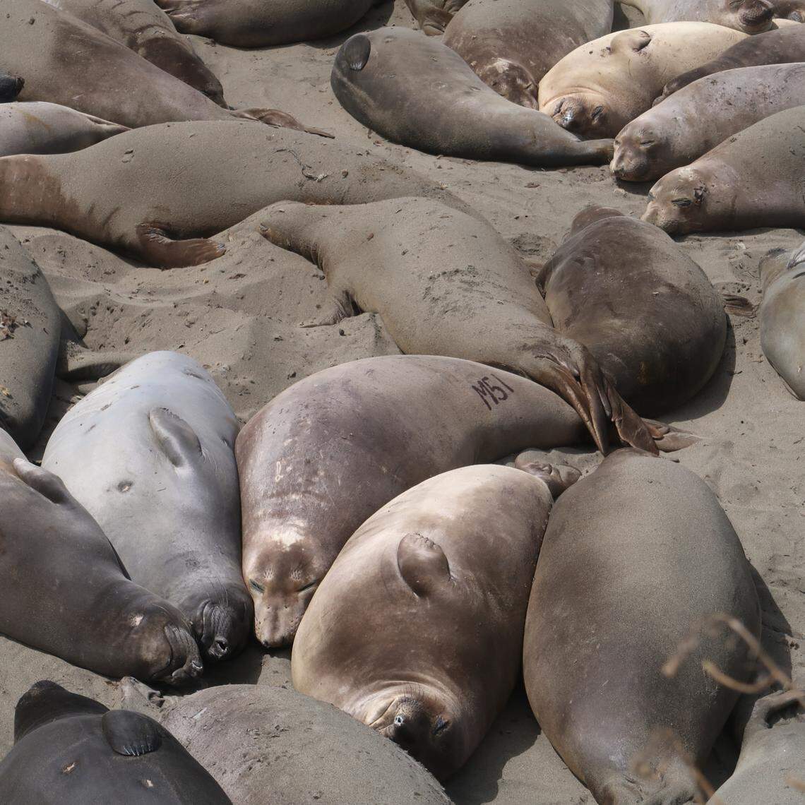 This elephant seal was marked with black hair dye. Reporting her presence helps researchers understand where she has traveled. Her social relationships on the beach can also be tracked.