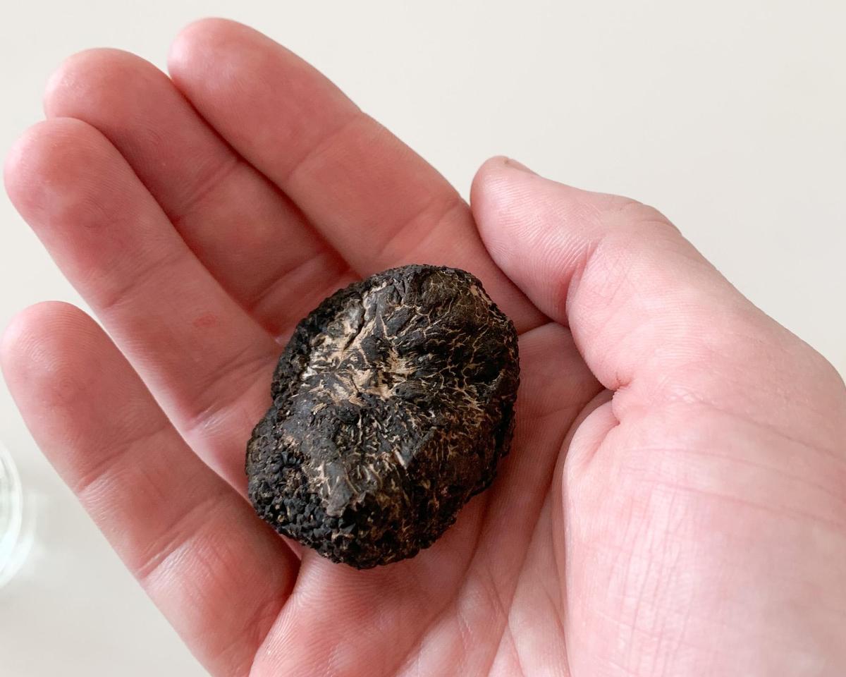 Caelesta Wines and Vineyard in Templeton has so far harvested about a pound of black truffles. Here is one that’s been cleaned and is ready to be prepared.