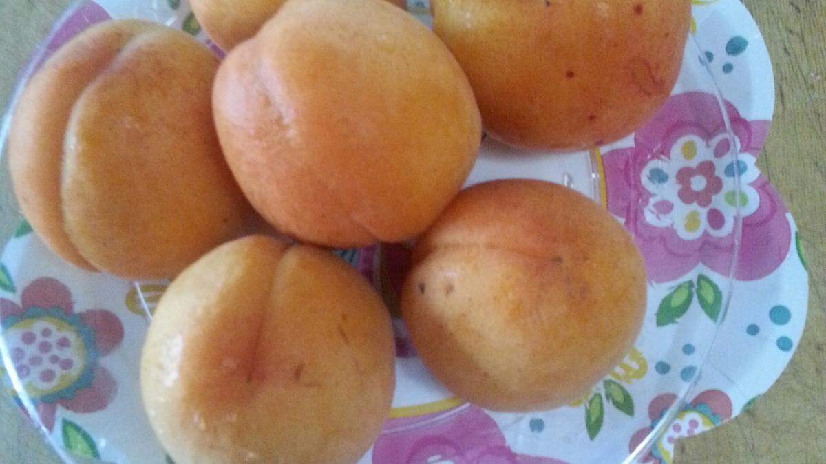 The summer sun kisses apricots and peaches to produce sugar sweet fruits.