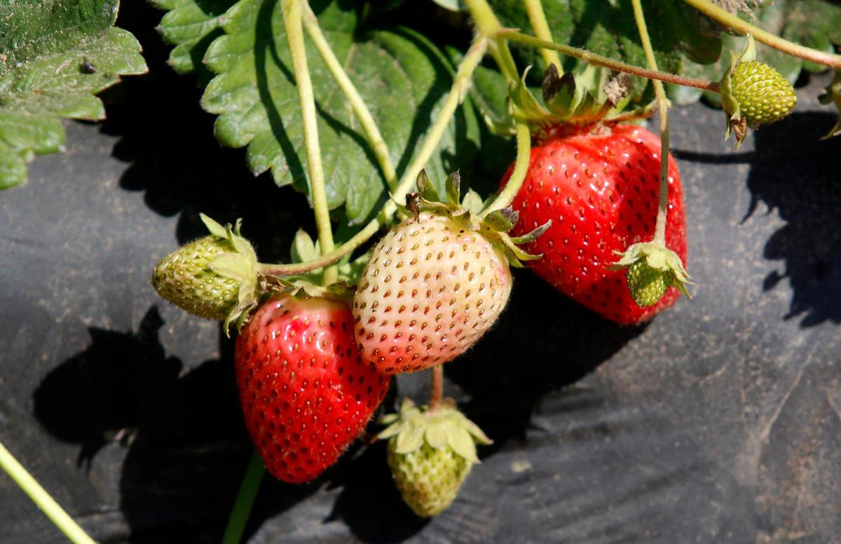 Strawberries are grown at Halcyon Farms in Arroyo Grande. San Luis Obispo County farm workers are working in triple-digit temperatures during a record-breaking heat wave.