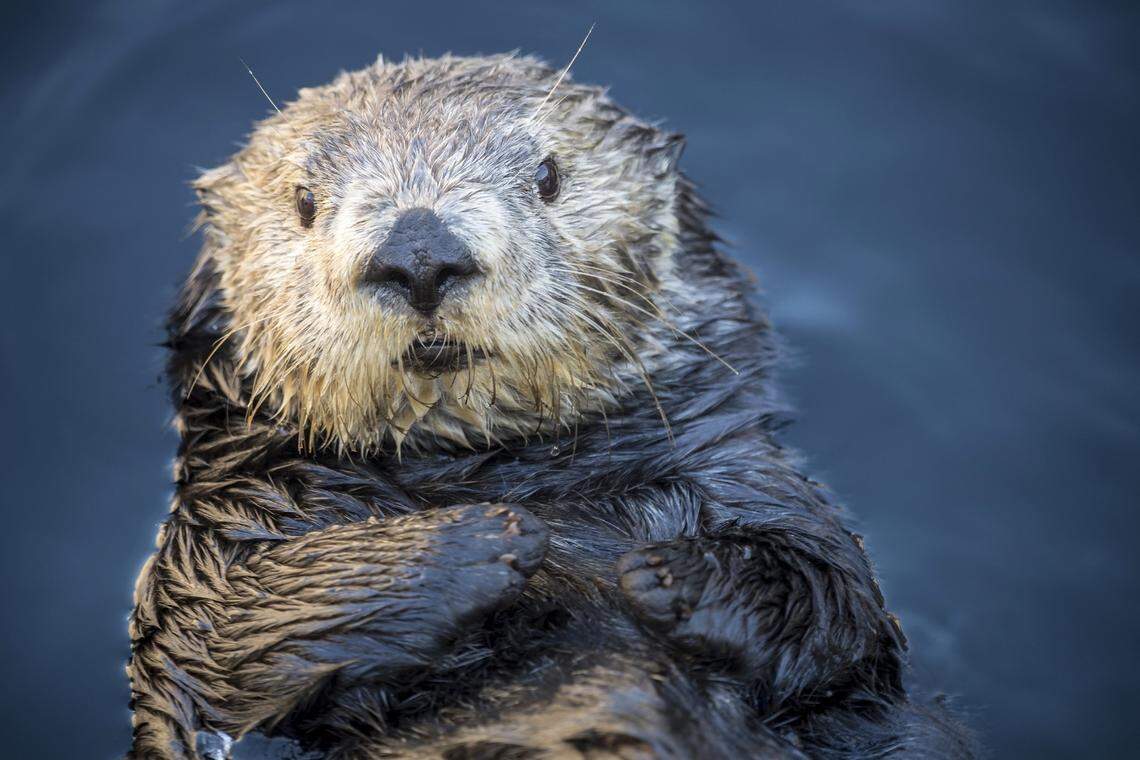 Abby the sea otter at Monterey Bay Aquarium in Monterey, California.