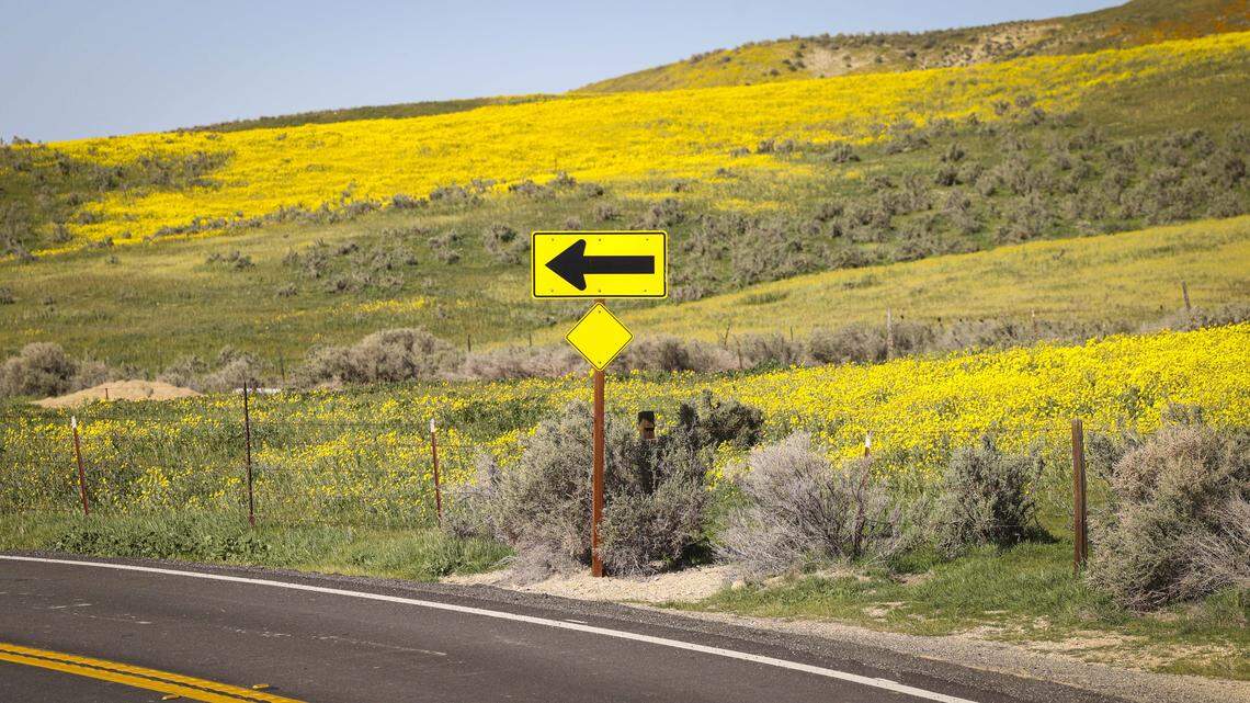 Wildflowers got an early but sporadic start in California Valley after a dry spell followed early winter rains.