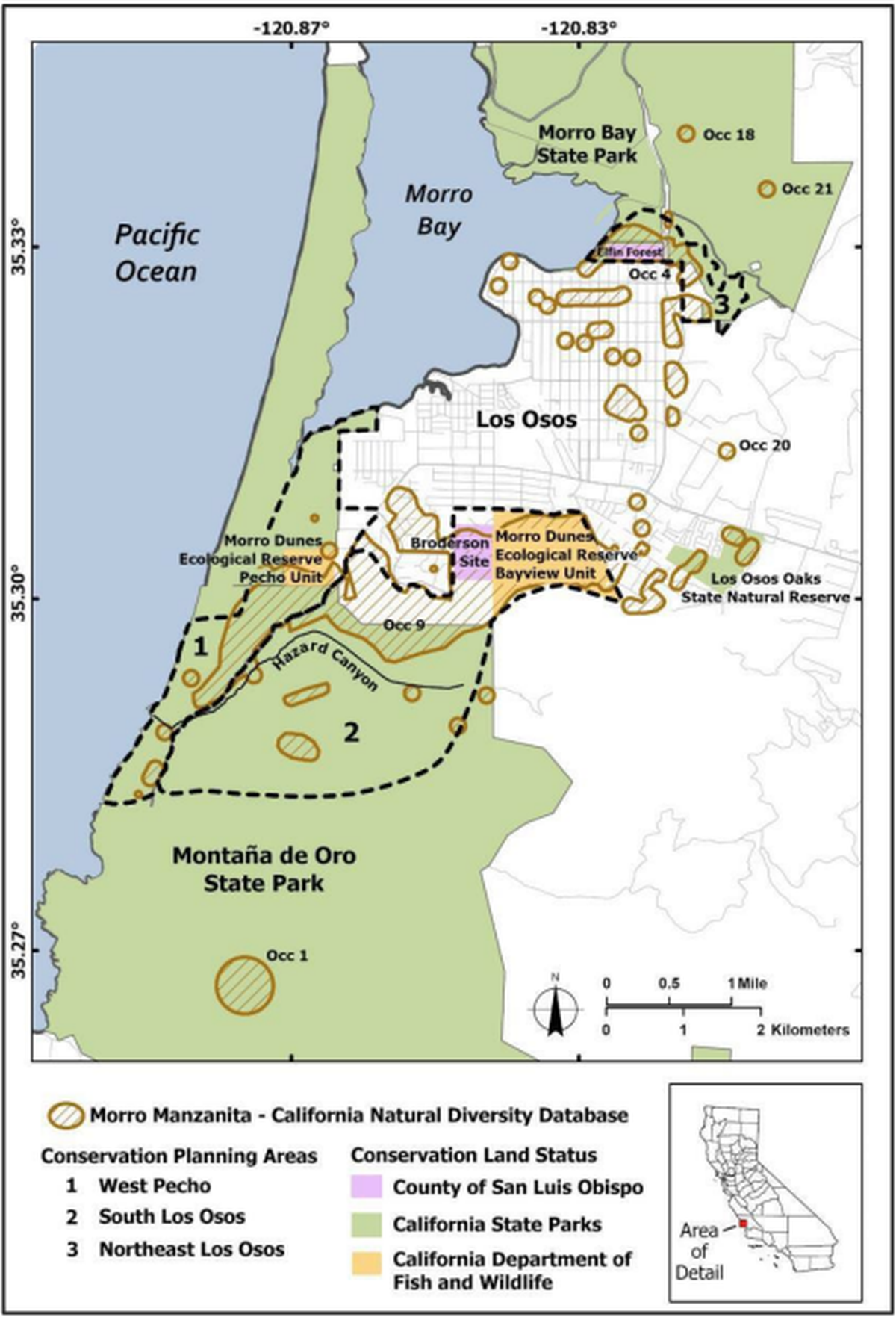 Morro manzanita is only found in the Los Osos area, with a population that’s been declining since the 1990s.