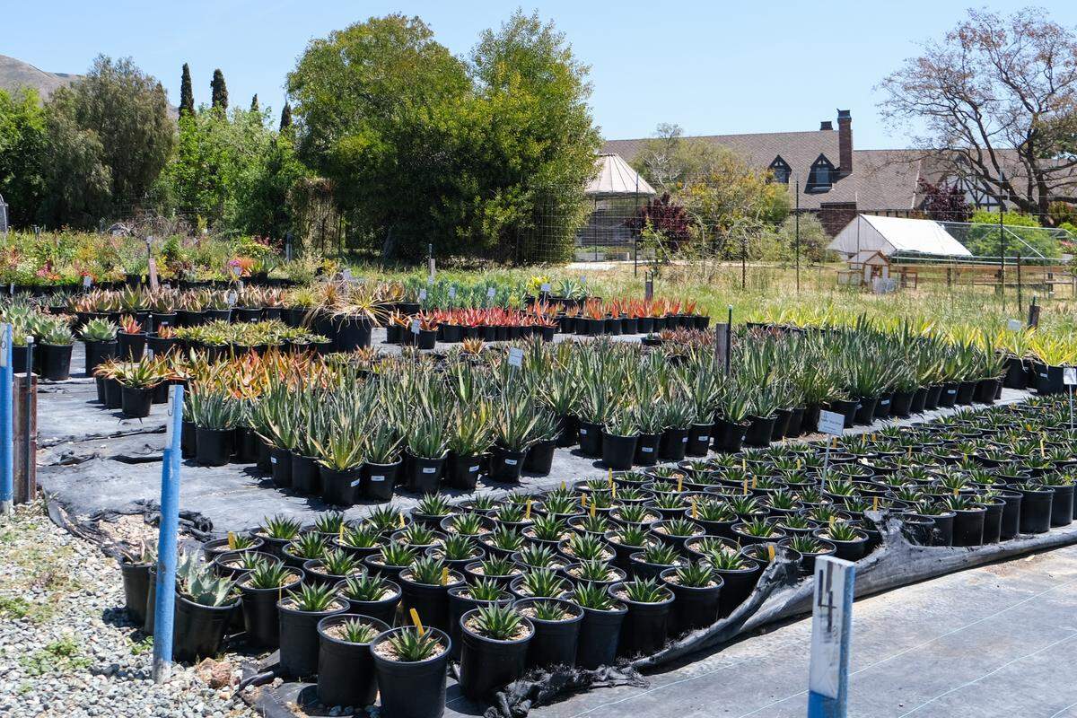 Plants at the Growing Grounds Nursery on May 15, 2025. Growing Grounds is a vocational work program run by Transitions-Mental Health Association to help people with severe mental illness or substance abuse disorder reenter the workforce.&nbsp;