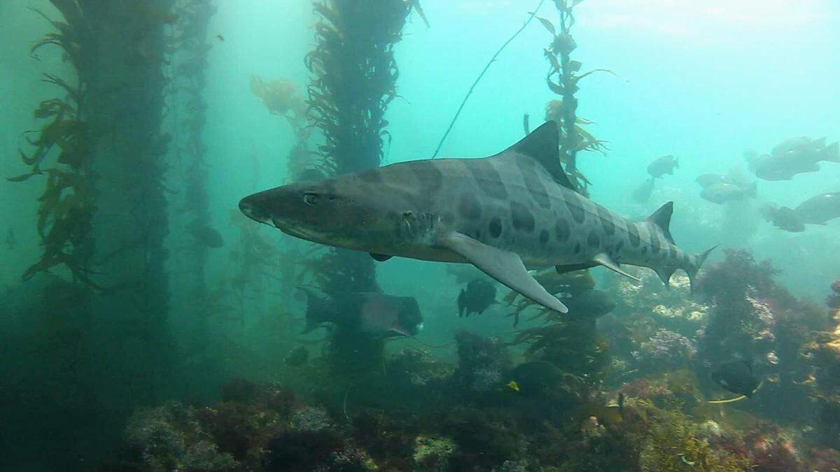 A leopard shark swims through a kelp forest.