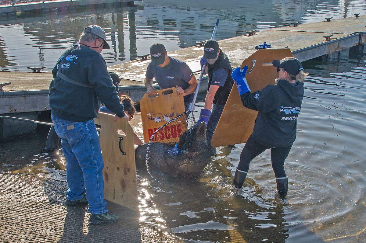 Personnel from the Channel Islands Marine & Wildlife Institution work to relocate a sea lion and her pup on Friday, June 11, 2021.