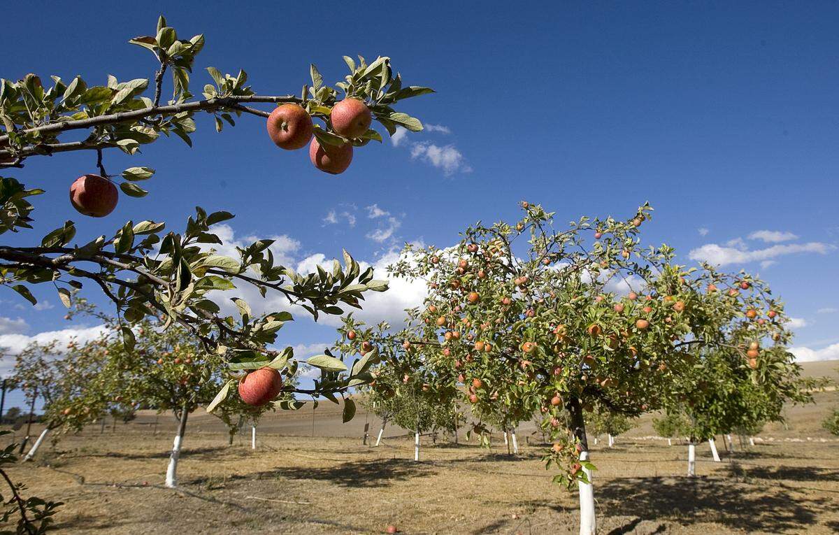 Braeburn apples ripen on the trees at Jack Creek Farms in Templeton.