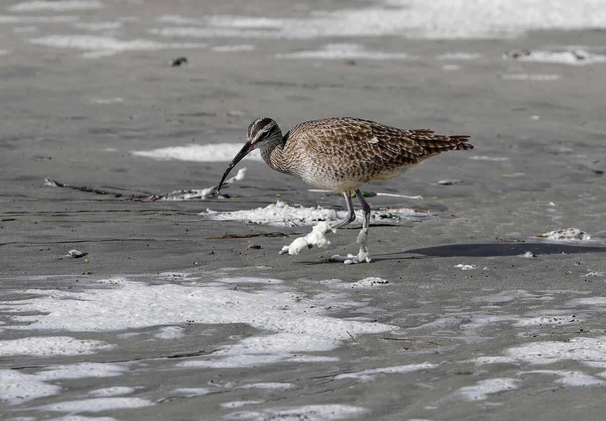 A powerful storm brought wind and rain to San Luis Obispo County Saturday, Dec 10. 2022. This seabird had foamy ÒbootsÓ after walking around the foam looking for snacks.