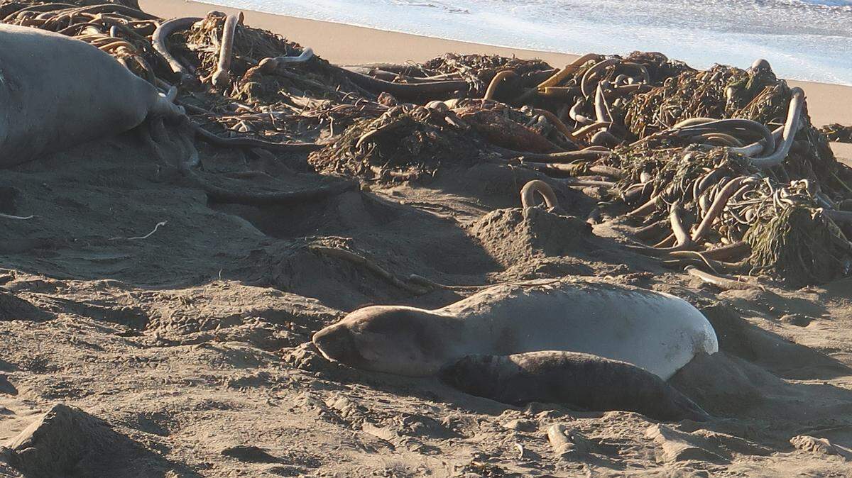 The Piedras Blancas rookery’s first pup of the 2021-22 season rests next to its mother, behind a pile of kelp washed up in the recent storm.