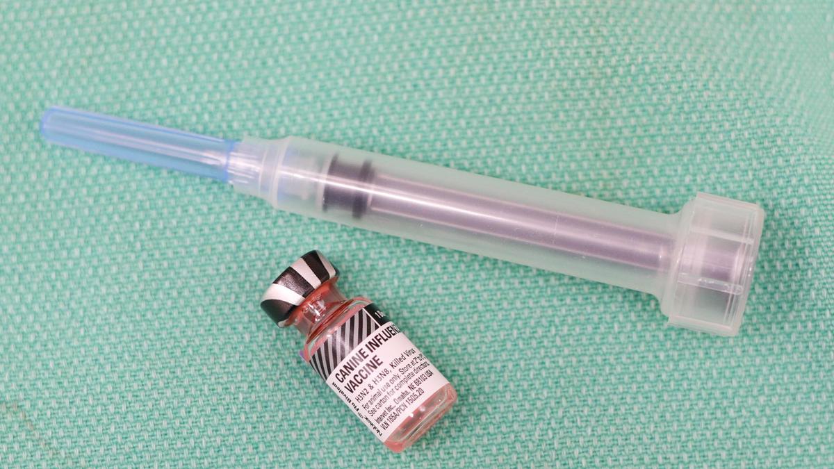 The dog flu vaccine is a two-dose injection.
