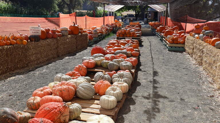 New SLO County pumpkin patch features Highland cows, fruit-shooting cannons