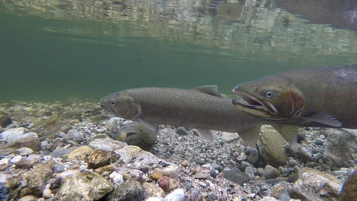 Adult steelhead in the Big Sur River.