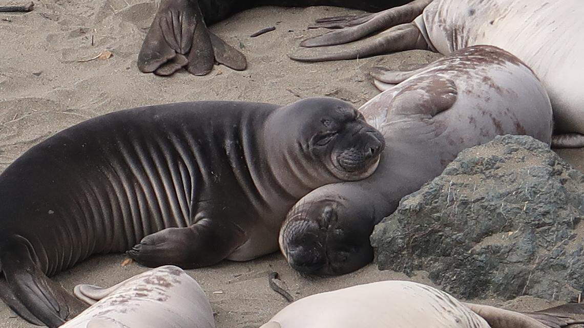 Once elephant seal pups are weaned, they must learn to swim