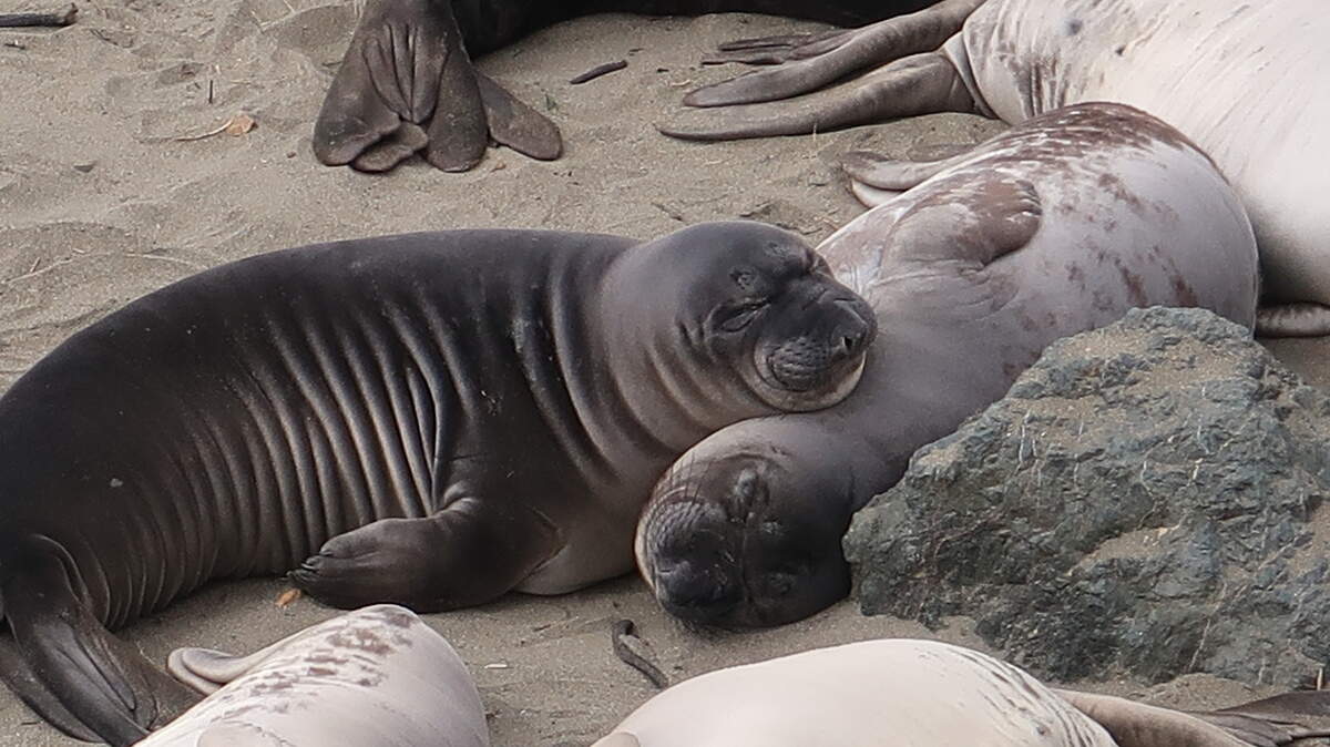 These weaned pups sleep on the beach. They have molted the black coats they're born with, which are replaced by their first counter-shaded coloring: dark on their backs and light on their bellies.