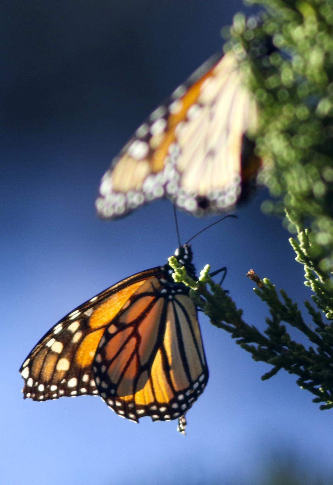 Monarch butterflies rest on vegetation at the Pismo Beach grove in November 2021. The monarch population in California rebounded in 2021, with 247,237 insects counted statewide by the Xerces Society.
